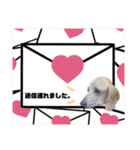 愛犬☆くりちゃん（個別スタンプ：19）