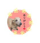 愛犬☆くりちゃん（個別スタンプ：20）