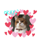 お返事するニャン❣️（個別スタンプ：2）