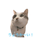 お返事するニャン❣️（個別スタンプ：3）