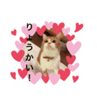 お返事するニャン❣️（個別スタンプ：7）