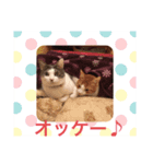 お返事するニャン❣️（個別スタンプ：8）