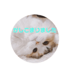 かわいいこむぎっち（個別スタンプ：1）