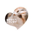 かわいいこむぎっち（個別スタンプ：4）