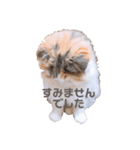 かわいいこむぎっち（個別スタンプ：6）