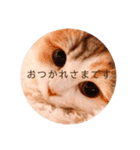 かわいいこむぎっち（個別スタンプ：7）