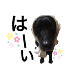 はやてとViVi（個別スタンプ：10）