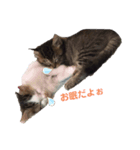 可愛いじじ猫（個別スタンプ：2）