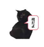 可愛いじじ猫（個別スタンプ：3）