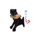可愛いじじ猫（個別スタンプ：6）