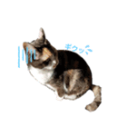 可愛いじじ猫（個別スタンプ：7）