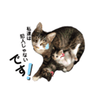 可愛いじじ猫（個別スタンプ：8）