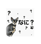 くろチワワのニコ（個別スタンプ：1）