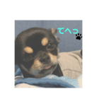 くろチワワのニコ（個別スタンプ：2）