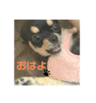 くろチワワのニコ（個別スタンプ：3）