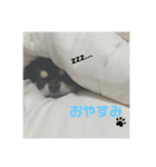 くろチワワのニコ（個別スタンプ：4）