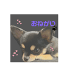 くろチワワのニコ（個別スタンプ：5）