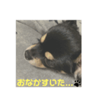 くろチワワのニコ（個別スタンプ：7）