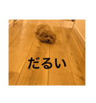 chocoの毎日（個別スタンプ：3）