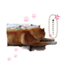 ハッピー犬＆（個別スタンプ：3）