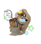 ハッピー犬＆（個別スタンプ：5）
