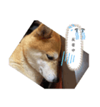 ハッピー犬＆（個別スタンプ：6）