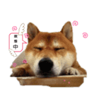 ハッピー犬＆（個別スタンプ：7）