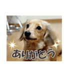 ハチ丸くん（個別スタンプ：1）