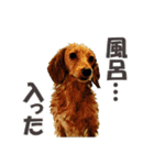 ハチ丸くん（個別スタンプ：3）