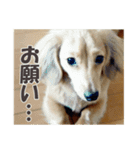 ハチ丸くん（個別スタンプ：6）