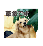 ハチ丸くん（個別スタンプ：12）
