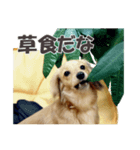 ハチ丸くん（個別スタンプ：14）