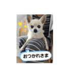 うちのダイヤ（個別スタンプ：1）