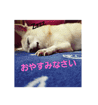 うちのダイヤ（個別スタンプ：5）