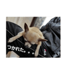うちのダイヤ（個別スタンプ：6）