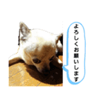 うちのダイヤ（個別スタンプ：8）