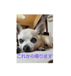 うちのダイヤ（個別スタンプ：9）