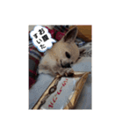 うちのダイヤ（個別スタンプ：10）