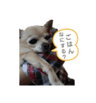 うちのダイヤ（個別スタンプ：11）