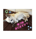 うちのダイヤ（個別スタンプ：12）