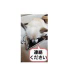 うちのダイヤ（個別スタンプ：13）