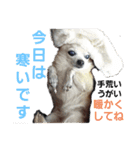 うちのダイヤ（個別スタンプ：15）
