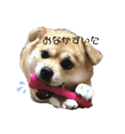 黒柴虎徹とゆかいなお友達（個別スタンプ：6）