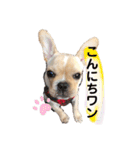 フレンチブルドッグくぅ（個別スタンプ：9）