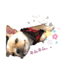 フレンチブルドッグくぅ（個別スタンプ：12）