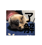 フレンチブルドッグくぅ（個別スタンプ：19）