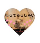 フレンチブルドッグくぅ（個別スタンプ：31）