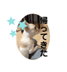 フレンチブルドッグくぅ（個別スタンプ：34）