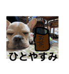 フレンチブルドッグくぅ（個別スタンプ：38）