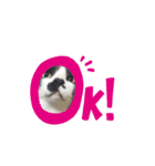 ぶちねこ8（個別スタンプ：1）